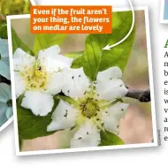  ??  ?? Even if the fruit aren’t your thing, the flowers on medlar are lovely Sh u    er st oc k