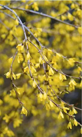  ??  ?? Buds emerge along the stems of Forsythia suspensa var. fortunei, which has an upright, weeping habit.