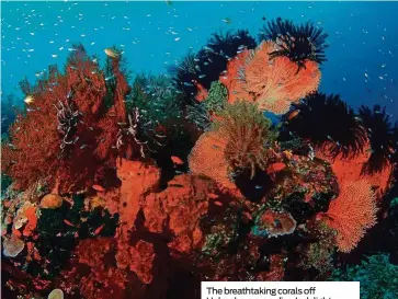  ??  ?? The breathtaki­ng corals off Halmahera are a diver’s delight. BELOW: The sacred Gunung Agung with the picturesqu­e Sidemen valley