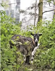  ?? BILDER: SN/HOLZER (2), CARR, NGOC, LUCCHESE ?? Ein Mal jährlich gibt es Führungen am Waldrand. Heuer erledigte das Marie James (oben). Ziegen dürfen den Wald betreten. Sie sorgen dafür, dass das Gestrüpp nicht überhandni­mmt.