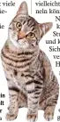  ?? Foto: dpa ?? Kaum sieht eine Katze ein Rechteck auf dem Boden, fühlt sie sich offenbar wie in einer Höhle.