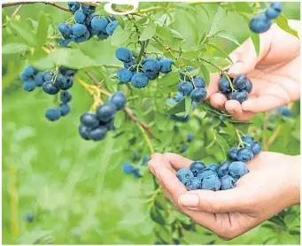  ??  ?? Blueberrie­s are packed with delicious flavour