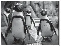  ??  ?? Democrat-Gazette file photo
Time a visit to the Little Rock Zoo to catch one of the regular penguin feedings, 9:30 a.m. and 3:30 p.m. The Zoo is open 9 a.m.-4 p.m. daily and admission is $12.95, $10.95 for ages 60 and older and active military, $9.95...