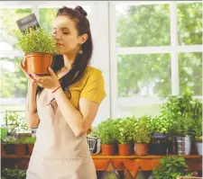  ?? GETTY IMAGES ?? Plants may look great inside your home, but a new study suggests they don’t do much to soak up pollutants.