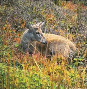  ??  ?? Left / Izquierda: South Andean deer, Iceberg Sound, Bernardo O’Higgins National Park. Huemul, Seno Iceberg, Parque Nacional Bernardo O’Higgins.