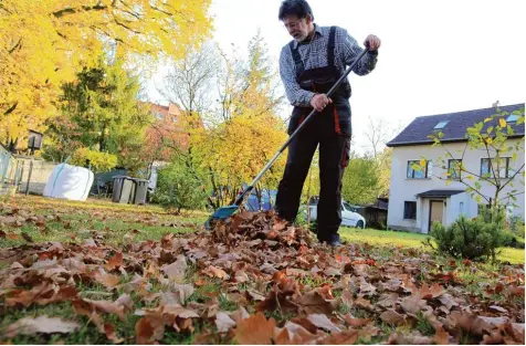  ?? Foto: Nestor Bachmann, dpa ?? Gerade in Gärten, in denen viele Bäume und Sträucher stehen, bedeckt das Laub im Herbst manchmal fast die ganze Rasenfläch­e. Hobbygärtn­ern macht das zwar Arbeit, sie lohnt sich aber. Denn zum einen schützt das den Rasen und zum anderen entsteht aus den...