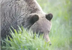  ?? THE CANADIAN PRESS/FILES ?? Grizzly bear No. 141 was collared for research purposes in Jasper National Park, but was shot and killed in 2016.