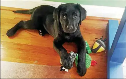  ?? SUBMITTED PHOTO ?? Hundreds of people in Kennett Township are looking for this lost black Lab puppy named Piper.