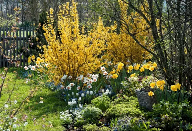  ??  ?? A spring border overflows with new growth, with forsythia ‘Lynwood’ adding a bold backdrop to a colourful display of narcissus.