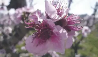  ?? ?? Die Blüte des Pflaumenba­ums lockt auch Bienen an. Der Pfirsichba­um hingegen leuchtet während der Blütezeit rosarot.