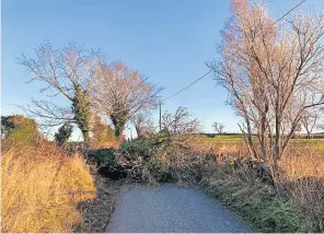  ?? ?? Blown over Strong winds brought down trees across the district