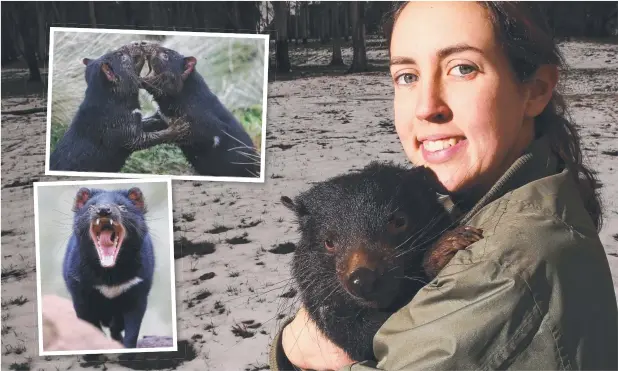  ??  ?? DEVIL’S DILEMMA: Devil Ark supervisor Kelly Davis in the Barrington Tops snow with young Tasmanian devil Tyke. Picture: PETER LORIMER