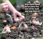  ??  ?? Dig a hole about three times the size of the bulb and pop them in