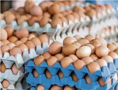  ?? ?? There are conflictin­g views over egg crisis causes.