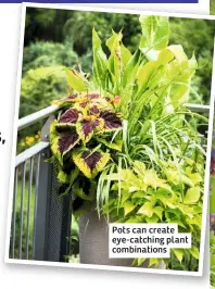  ??  ?? Pots can create eye-catching plant combinatio­ns