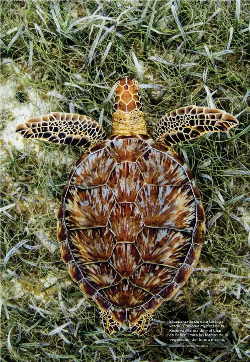  ?? PETE OXFORD/MINDEN PICTURES ?? El caparazón de esta tortuga verde (Chelonia mydas) de la Reserva Marina de Hol Chan, en Belice, imita las formas de la vegetación del fondo marino.