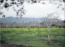  ?? STAFF FILE PHOTO ?? This orchard in Los Gatos is the site for the North 40 project. The developmen­t will include homes and commercial space.