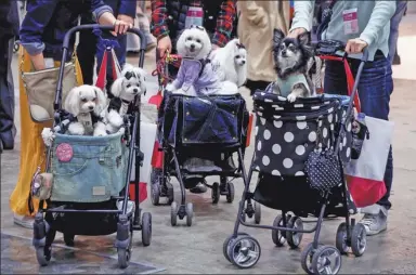  ?? KIM KYUNG-HOON / REUTERS ?? Well-groomed dogs look on with interest, from their strollers, during a major pet show in Tokyo on Thursday.