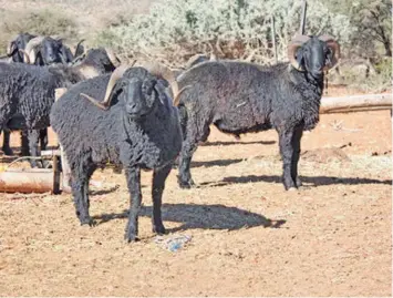  ?? JEAN ?? ABOVE: The Karakul sheep, also known as Swakara in Southern Africa, has a broad tail, a long, narrow head, and coloured fleece. The female Karakul is usually polled.