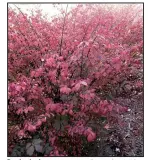  ??  ?? Burning bush euonymus contribute­s deep red to the fall landscape.