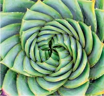  ?? NEIL ROSS/NZ GARDENER ?? Aloe polyphylla, the spiral aloe, grows in a beautiful pattern.