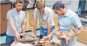  ?? FOTO: WITMERLAB/OHIO UNIVERSITY/EUREKALERT/DPA ?? Jason Bourke, Ruger Porter und Lawrence Witmer, Autoren der Studie über den Wärmeausta­usch in den Nasen von Ankylosaur­iern, untersuche­n die Schädel der Dinosaurie­r.