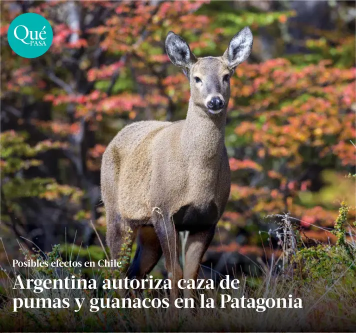  ?? ?? ► El gobierno de Santa Cruz acaba de aprobar la caza deportiva de pumas, guanacos y zorros, sumándose a otras provincias que también lo permiten en Argentina.