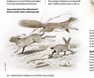  ??  ?? A grey squirrel joins the unlikely band of the hare and the rabbit, chattering loudly