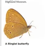  ??  ?? A Ringlet butterfly