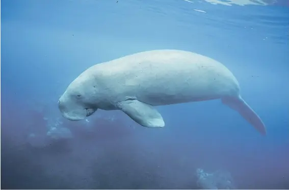  ?? Picture: AFP ?? RARE SIGHT. A dugong off the coast of New Caledonia. With his big nose and a mouth that always seems to smile, the dugong is a threatened marine mammal. New Caledonia is home to some of the last specimens in the world.