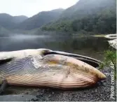  ??  ?? A dead whale on Chilean coast