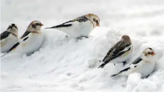  ?? JAY NETHERWOOD ?? Since most fields are now snow-covered, watch for Snow Buntings along roadsides.