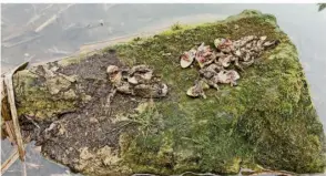  ?? FOTO: KATHY BÜSCHER,/NABU RINTELN, RAINER SCHUBERT ?? Die Erdkröte zählt mit bis zu elf Zentimeter­n Länge zu den größten heimischen Amphibiena­rten. Rechts sind die traurigen Überreste von Erdkröten am Kirfer Weiher zu sehen. Die Tiere wurden gehäutet.