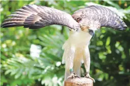  ??  ?? RESCUE EFFORT – ‘Mindanao’ is just one of about 35 Philippine eagles being kept at the Philippine Eagle Foundation (PEF) center in Davao City. (AFP)