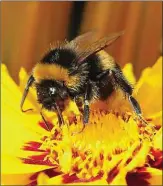  ??  ?? Bees have distinct personalit­ies