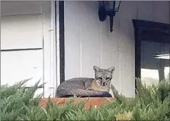  ?? PHOTO COURTESY OF EDA ERDENER ?? A Gray Fox watching from a brick pillar in Golden Hills.