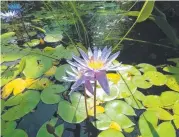  ??  ?? Water lilies