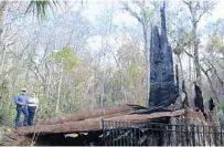  ?? PHELAN M. EBENHACK/AP ?? A fire in 2012 destroyed The Senator, a 3,500-year-old cypress tree in Seminole County. It was one of the oldest trees in the world, not to mention the oldest living thing in Central Florida at the time.