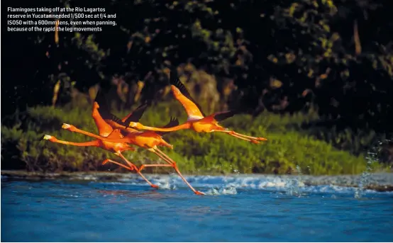  ??  ?? Flamingoes taking off at the Rio Lagartos reserve in Yucatan needed 1/500 sec at f/4 and ISO50 with a 600mm lens, even when panning, because of the rapid the leg movements