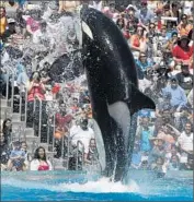  ?? Don Bartletti Los Angeles Times ?? AN ORCA performs at SeaWorld San Diego. Activists have called for the park to release its 11 orcas.