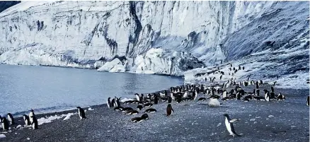  ??  ?? A seal naps among a colony of penguins at Franklin Island, Ross Sea.