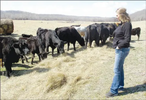  ?? Marc Hayot/Herald-leader ?? Susie Niehus observes part of her herd grazing on hay. Niehus, who grew up on a farm outside of Siloam Springs, coordinate­s the operations of Niehus ranch outside of Jay, Okla.