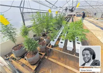  ?? | LinkedIn ?? TEBOGO Seleme owns Budwise and is a hemp farmer.
Tebogo Seleme