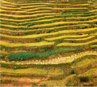  ?? ?? A view of the stunning and longstandi­ng Ziquejie Terraces in Xinhua County, Hunan Province, on October 14