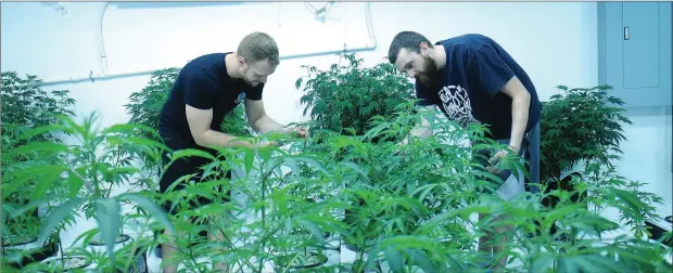  ?? Ernest A. Brown photo ?? Spencer Blier, left, and Nick Calderone, co-owners of Mammoth Inc., a profession­al marijuana-growing facility in Warwick, check out a group of young plants in the early stages of developmen­t, in the ‘Veg Room’ where baby plants are nurtured. The $1.5...