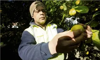  ?? (Photos Jean-François Ottonello) ?? L’Esatitude Menton possède trois vergers et produit jusqu’à  tonnes d’agrumes tous les ans.