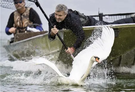  ?? CHRIS O’MEARA AP ?? A swan manages to temporaril­y escape Steve Platt, right, and Steven Williams during the 40th annual swan roundup on Lake Morton on Oct. 6 in Lakeland. The roundup gives the parks and recreation department a chance to monitor the health and vitality of the swan population.