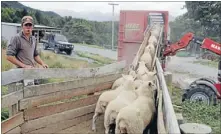  ??  ?? Changing guard: Loading some of the last sheep from Mt Algidus.