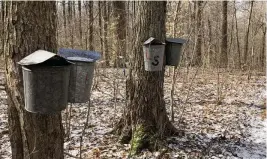  ?? DEPARTMENT OF NATURAL RESOURCES PHOTO COURTESY THE OHIO ?? Maple syrup buckets collect sap in Hueston Woods State Park.