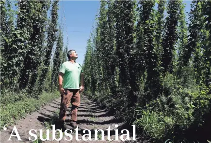  ??  ?? Above: Bill Arendt stands in a section of the 22 acres of hops growing on his farm in Nekoosa. Hops are a new venture for Arendt, who also has 150 acres of cranberrie­s.